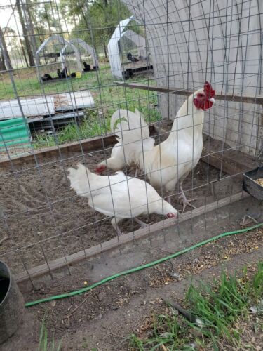 8 white roundheads gamefowl Hatching eggs